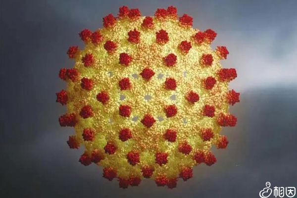 乙肝病毒E抗原阴性说明没有感染