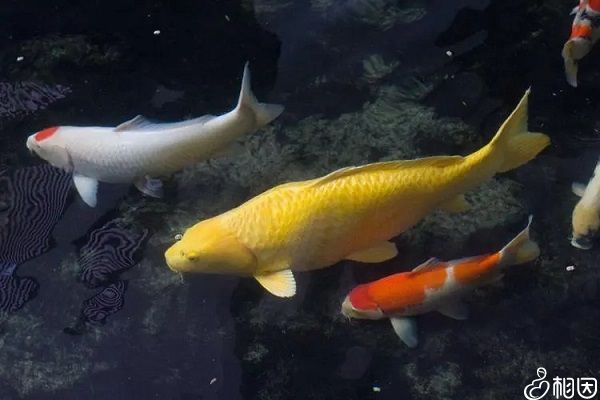 孕妇梦见锦鲤的寓意