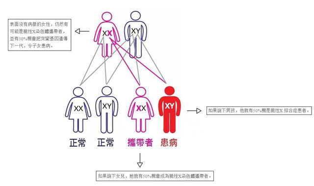 脆性X综合征遗传模式