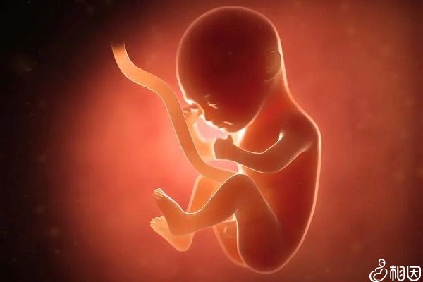 胎儿发育需求营养