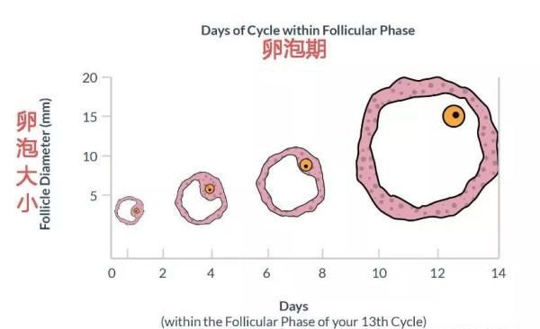 拮抗剂方案的治疗流程