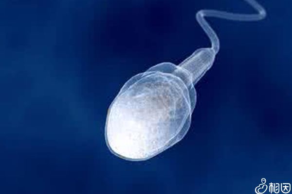 申请精子所需时间不长