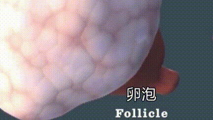 排卵期检测