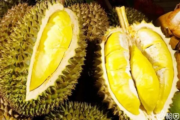 孕期不能吃榴莲