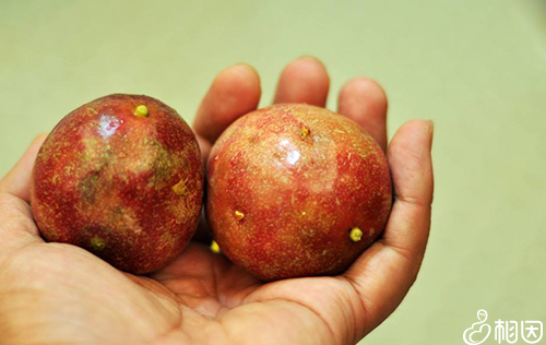 孕妇吃百香果的注意事项