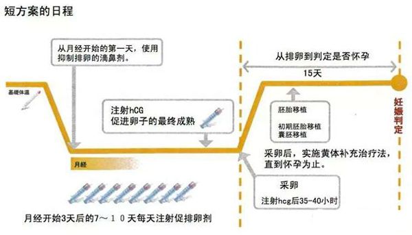 试管短方案流程图