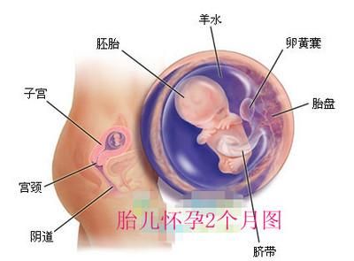 怀孕2个月胎儿图