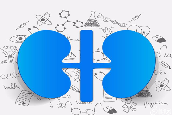 常用的八项肾功能检查