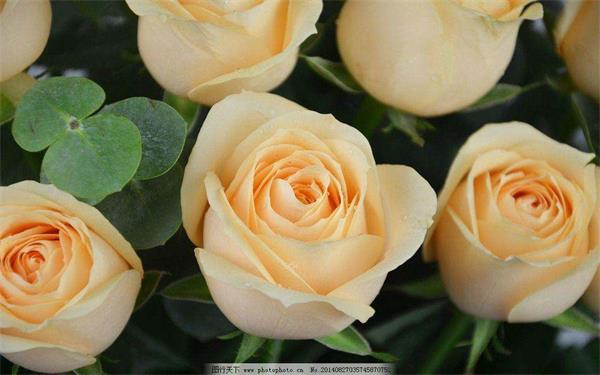 孕妇梦见玫瑰花属于胎梦