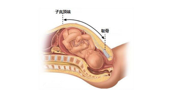 孕期耻骨的位置图