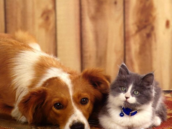 养猫狗怀孕要检查弓形虫