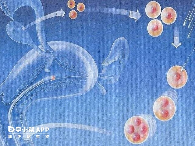 一定试管流程图