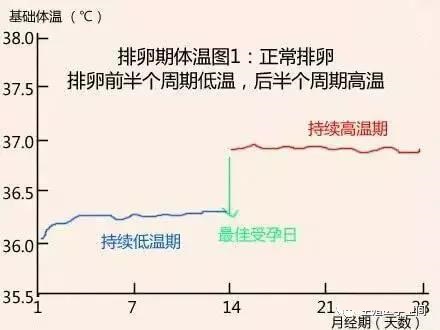 基础体温监测看排卵