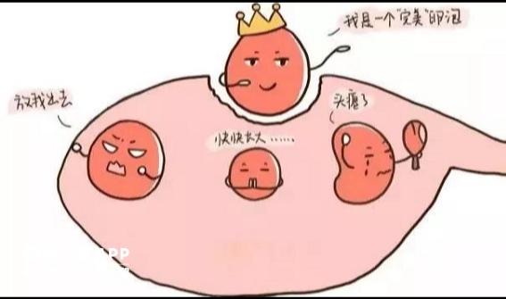 卵泡的形式