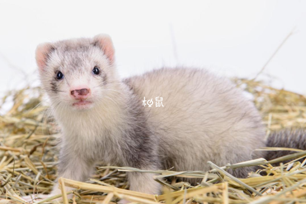 家有孕妇养宠物貂要注意卫生