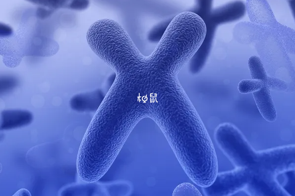 染色体会影响胚胎质量
