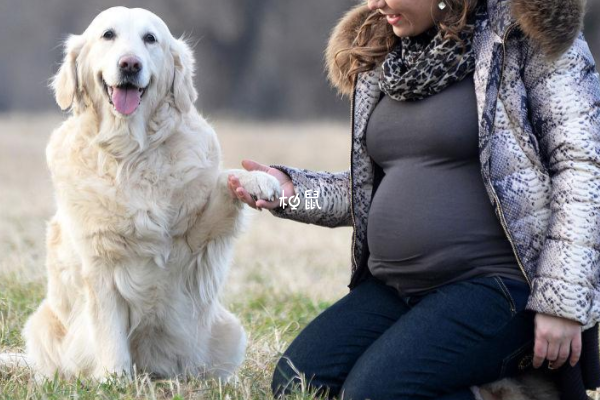 家中有孕妇养狗需要避免嬉戏打闹