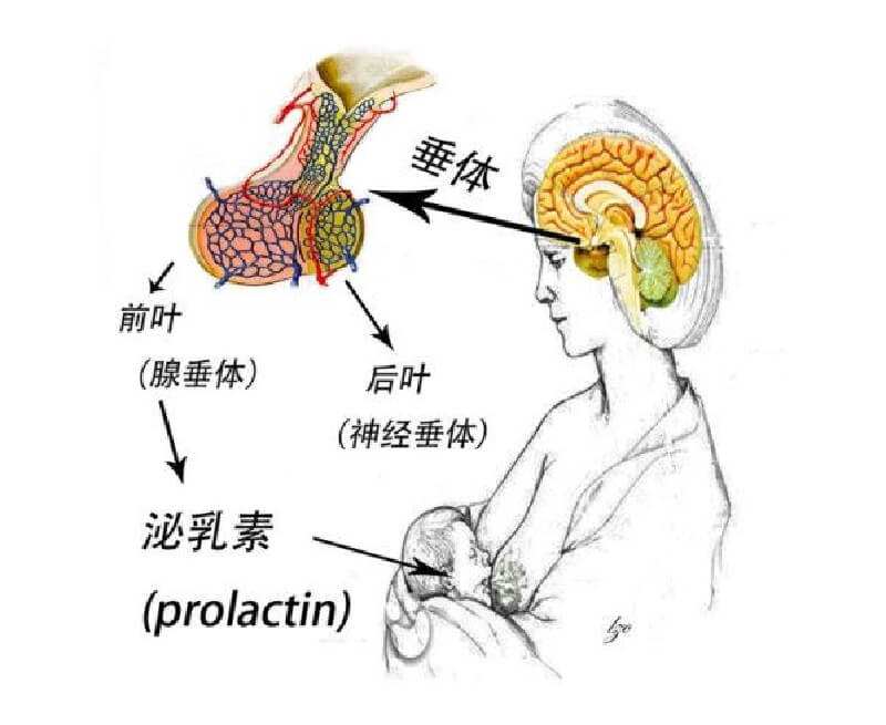 保持乳激素(PRL)正常值很重要