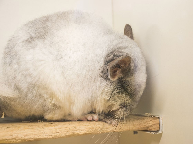 孕妇养龙猫要尽量减少接触