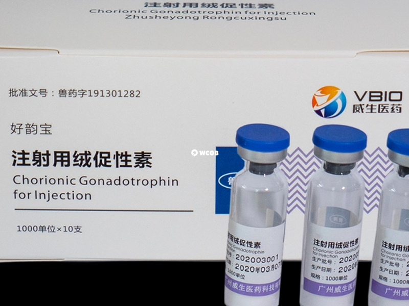 绒促性素可增大女性怀孕机率