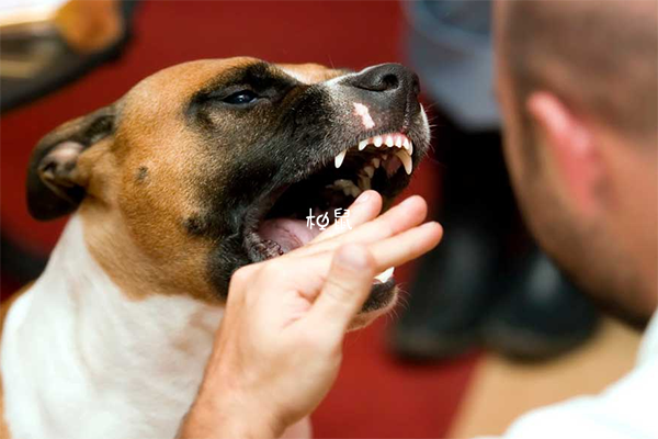 被咬伤后有必要打狂犬疫苗