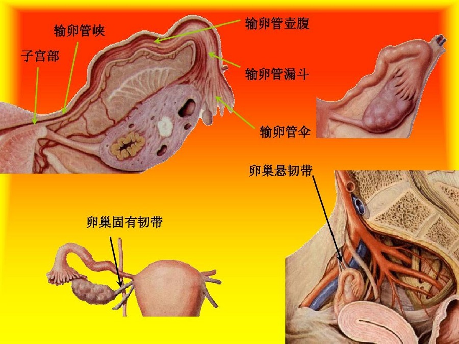 输卵管生理结构图