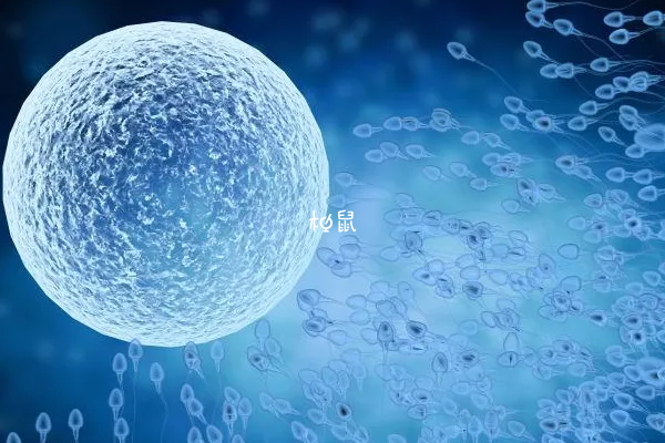 卵泡发育情况与白带没有关系