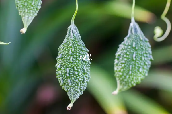 孕期吃苦瓜可以降血糖