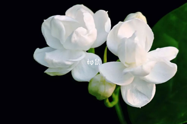 室内摆放茉莉花能够驱蚊